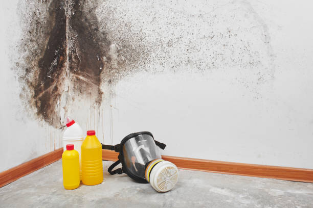 Best Residential Mold Removal  in Las Lomas, TX