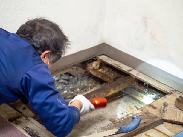 Best Mold Cleaning Services  in Las Lomas, TX