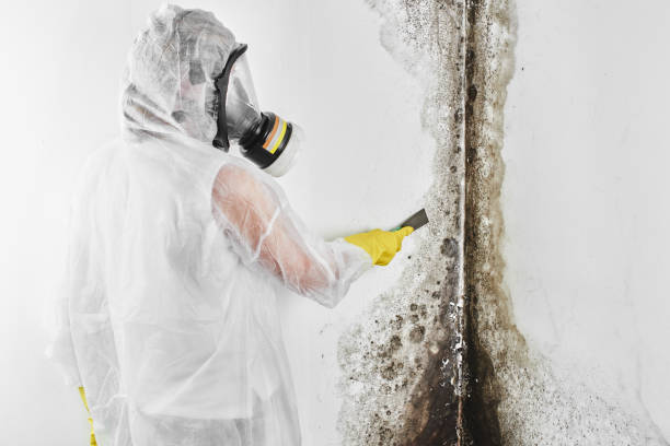 Best Local Mold Removal Service  in Las Lomas, TX