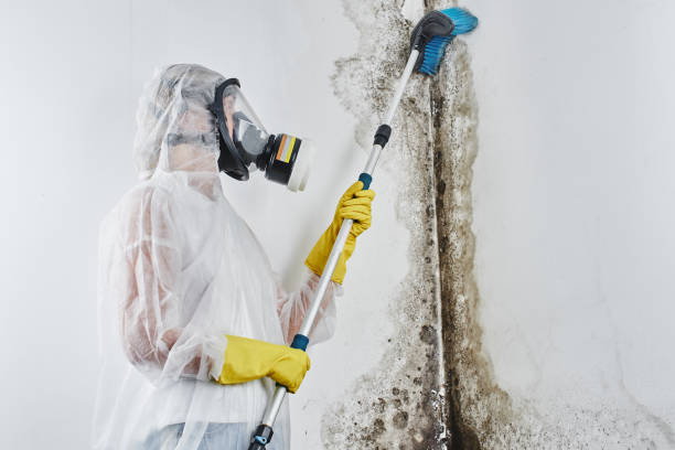 Best Professional Mold Removal  in Las Lomas, TX