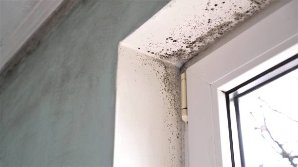 Best Office Mold Removal Services  in Las Lomas, TX