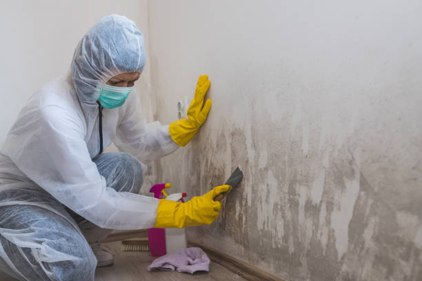 Best Local Mold Removal Service  in Las Lomas, TX