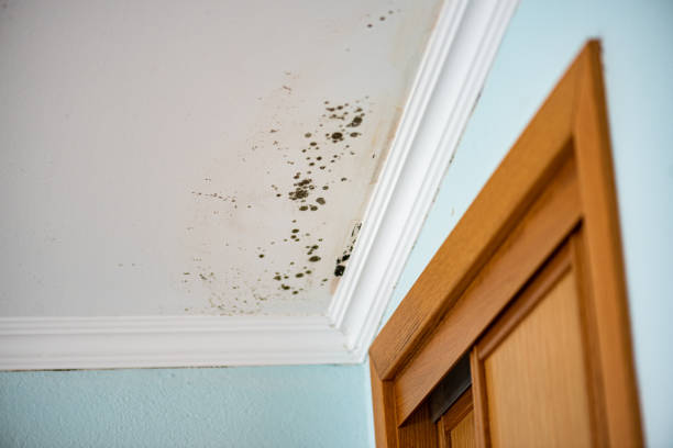 Best Emergency Mold Removal  in Las Lomas, TX