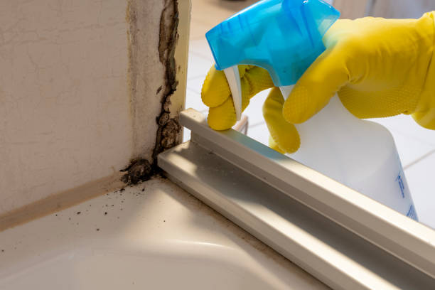 Best Crawl Space Mold Removal  in Las Lomas, TX