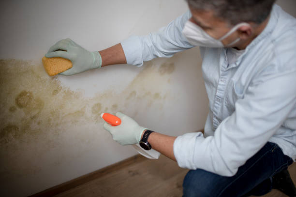 Best Mold Removal Company Near Me  in Las Lomas, TX