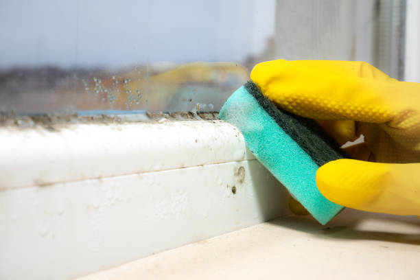 Best Mold Cleaning Services  in Las Lomas, TX