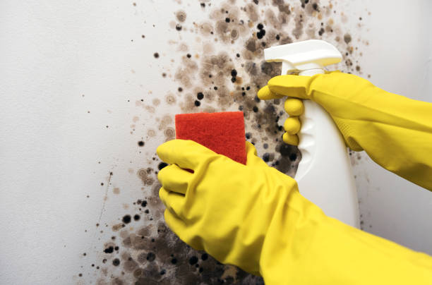 Best Affordable Mold Removal  in Las Lomas, TX