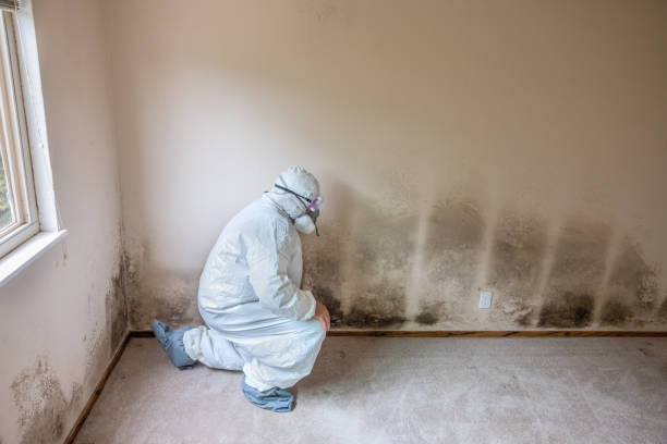 Best Attic Mold Removal  in Las Lomas, TX