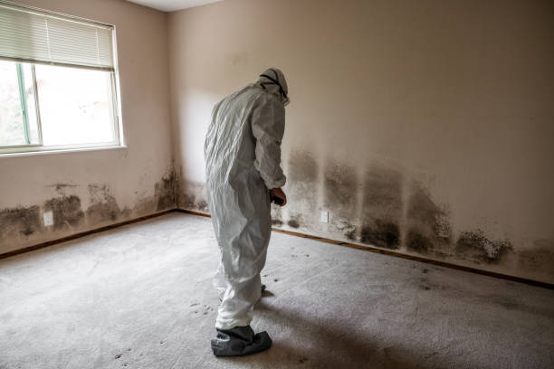 Best Mold Testing and Removal  in Las Lomas, TX