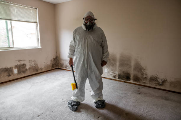 Trusted Las Lomas, TX Mold Removal Experts