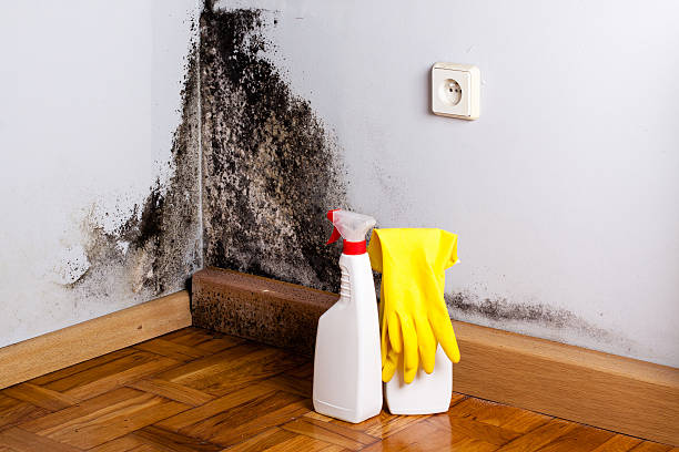 Mold Testing and Removal in Las Lomas, TX