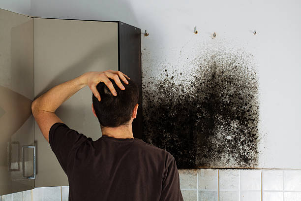 Best Office Mold Removal Services  in Las Lomas, TX