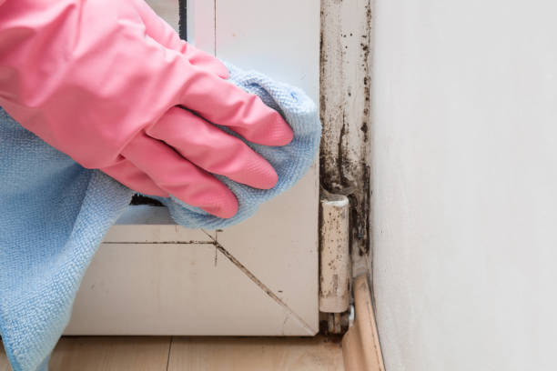 Mold Removal and Inspection in Las Lomas, TX