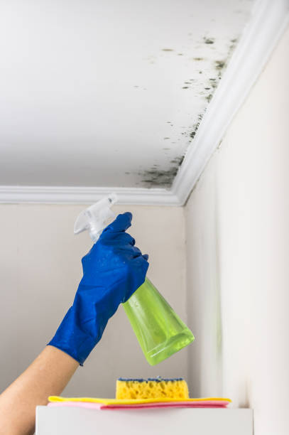 Best Black Mold Removal  in Las Lomas, TX